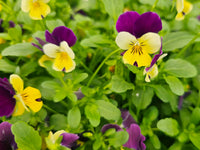Jump Up Flower seeds for Planting Bright Blooms Heirloom & GMO Free Seeds for Home Garden 
 
 Sale