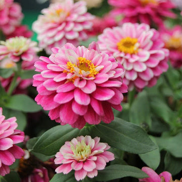 Johnsons Plant Seeds Essential Collection