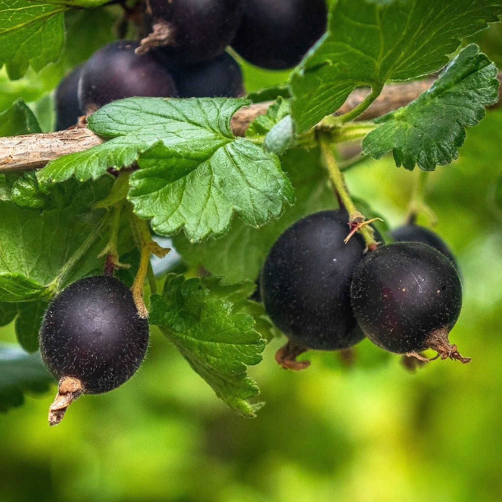 Jostaberry Seeds for Planting | Unique Hybrid Fruit Planting Seeds