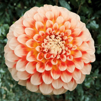 Dahlia Fantasy Flower Seeds for Easy Planting