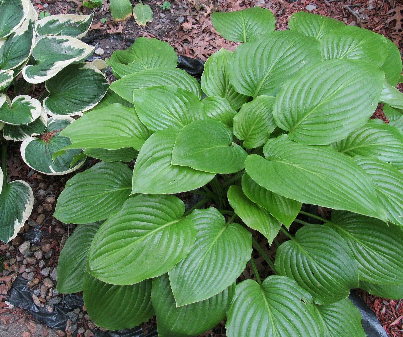 Green Hosta Flower seeds for Planting - Long Bloom Season, Heirloom & GMO Free Seeds for Home Garden