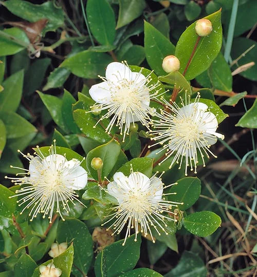 Myrtle Flower seeds for Planting - Fragrant Blossoms, Heirloom & GMO Free Seeds for Home Garden