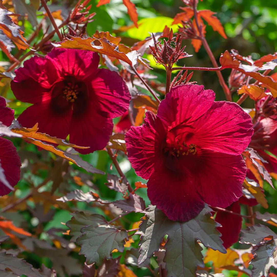 Burgundy Hibiscus Flower seeds for Planting Colorful Display Heirloom & GMO Free Seeds for Home Garden 
 
 Sale