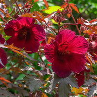 Cranberry Hibiscus Flower seeds for Planting Hardy Variety Heirloom & GMO Free Seeds for Home Garden