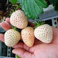 100 pcs