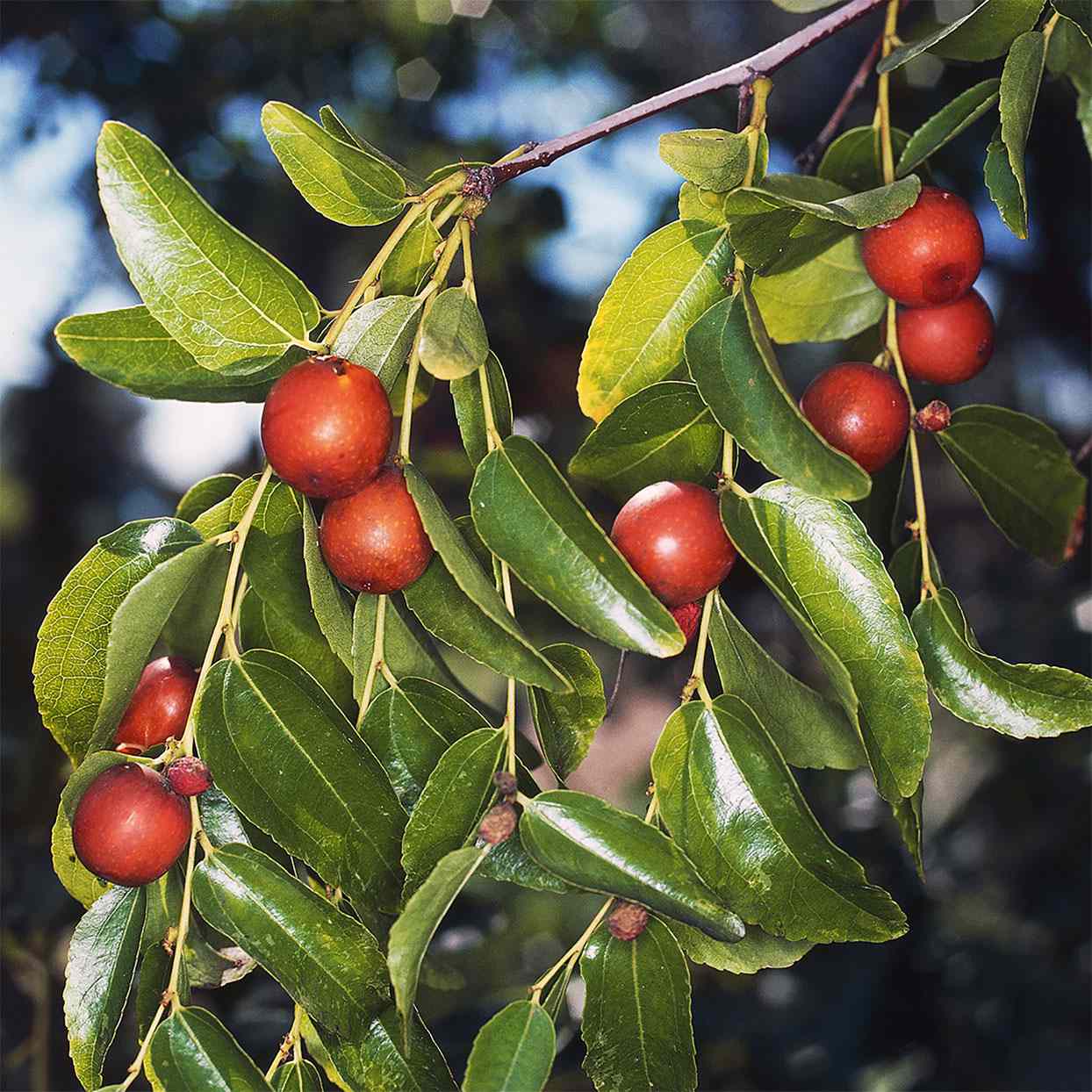Shanlix Jujube Fruit Seeds for Planting  Seeds for Healthy and Sweet Fruit Growth