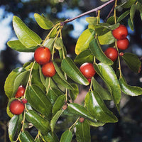 Shanlix Jujube Fruit Seeds for Planting  Seeds for Healthy and Sweet Fruit Growth
