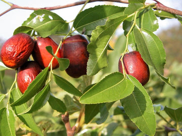 Jujube tree with small yellow-green blossoms