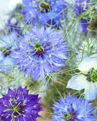 Nigella Damascena Flower seeds for Planting Low Maintenance Heirloom & GMO Free Seeds for Home Garden