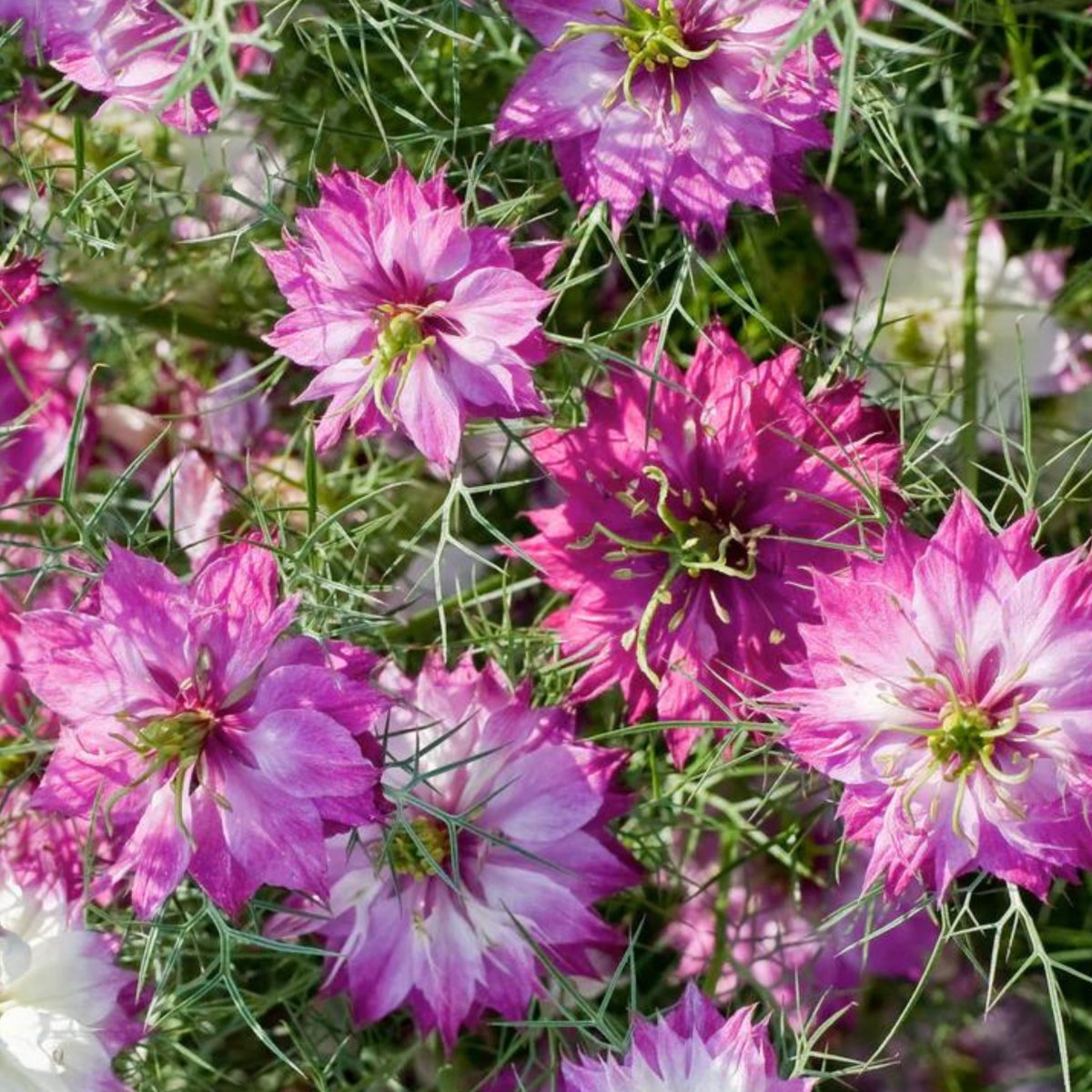 Pink Nigella Damascena Flower seeds for Planting - Wildflower Mix, Heirloom & GMO Free Seeds for Home Garden