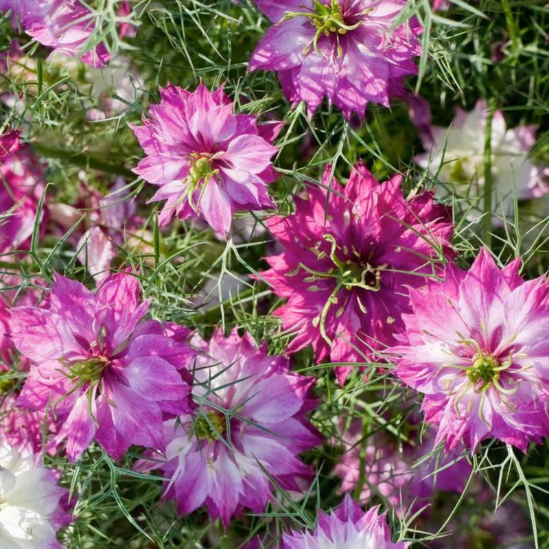 Pink Nigella Damascena Flower seeds for Planting - Wildflower Mix, Heirloom & GMO Free Seeds for Home Garden