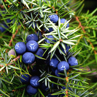 Juniperus Fruit Planting Seeds for Garden - Grow Hardy Evergreen Shrub with Aromatic Berries, Perfect for Spring or Fall Planting