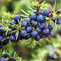 Black Juniper Berry Seeds for Planting