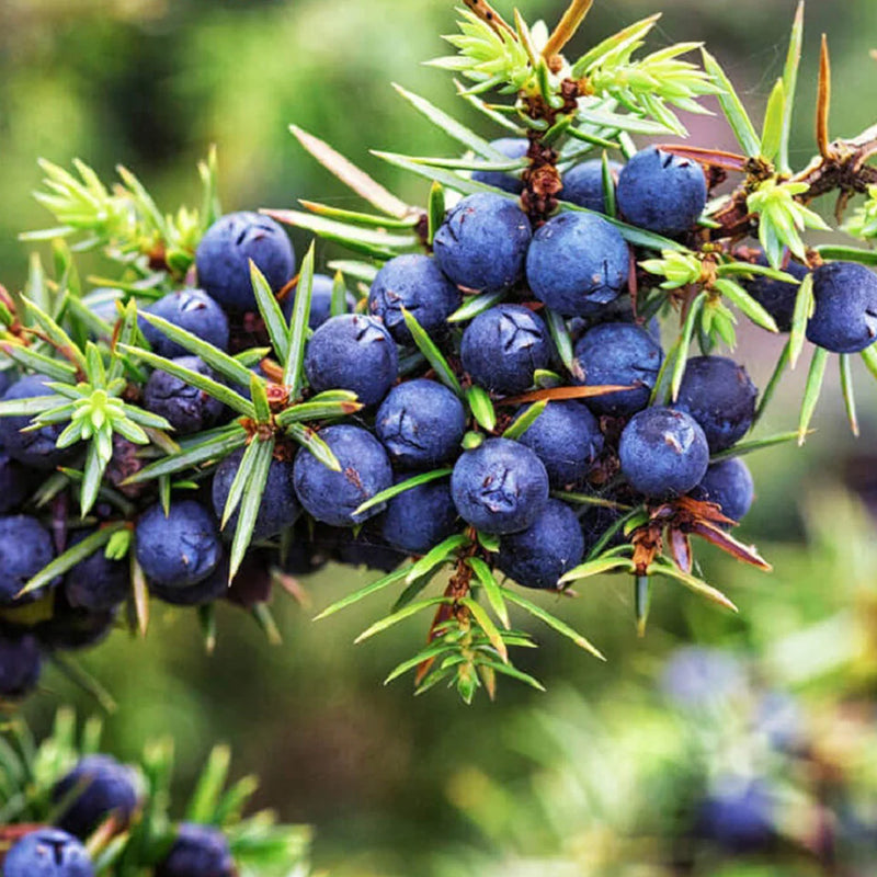 Black Juniper Berry Seeds for Planting
