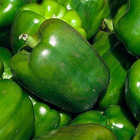 Jupiter bell pepper plants growing in the garden