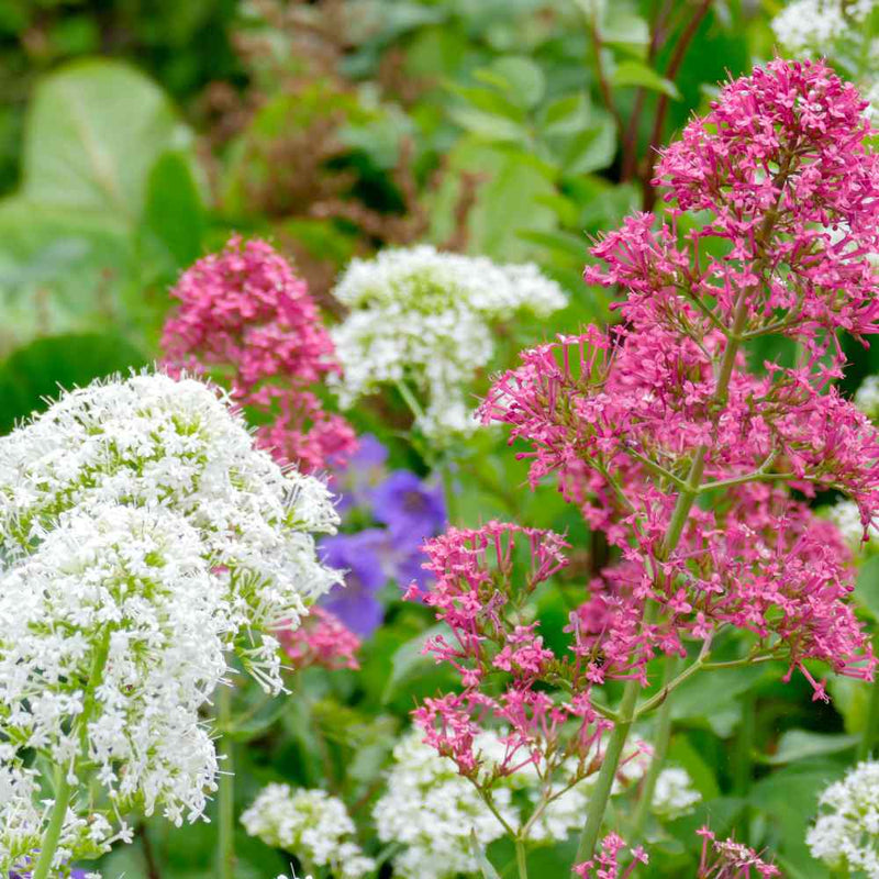 Mixed Jupiter Flower Planting Seeds
