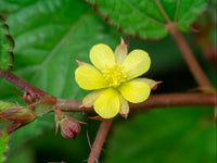 Corchorus Flower seeds for Planting - Seasonal Bloomer, Heirloom & GMO Free Seeds for Home Garden