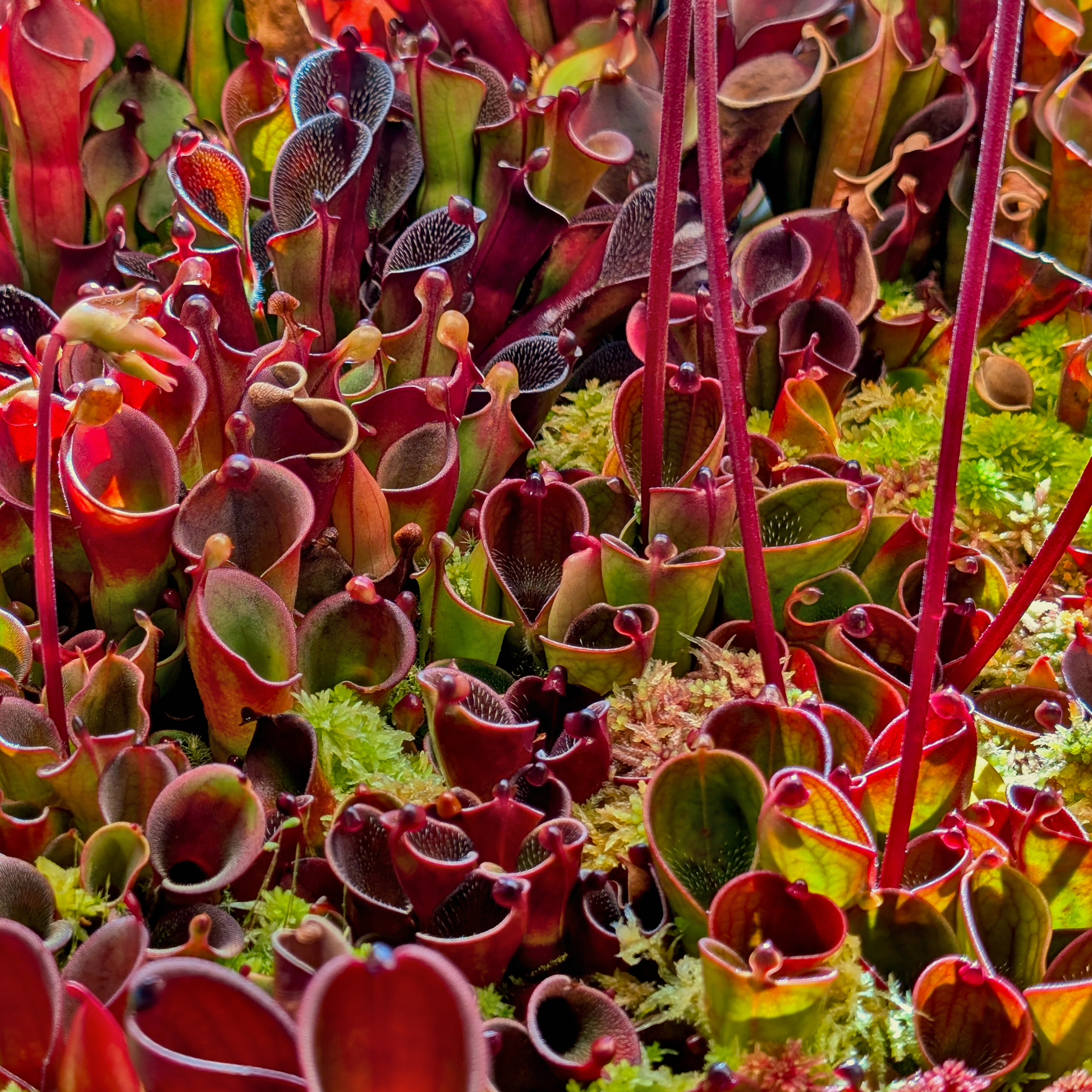 Red Heliamphora Pulchella Flower seeds for Planting - Hardy Variety, Heirloom & GMO Free Seeds for Home Garden
