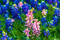 Pink bonnet Flower seeds for Planting - Pollinator Friendly, Heirloom & GMO Free Seeds for Home Garden