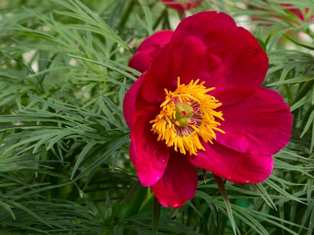 Paeonia Tenuifolia Flower seeds for Planting - Shade Tolerant, Heirloom & GMO Free Seeds for Home Garden