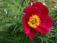 Paeonia Tenuifolia Flower seeds for Planting - Shade Tolerant, Heirloom & GMO Free Seeds for Home Garden