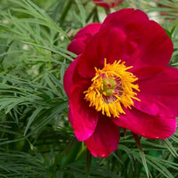 Paeonia Tenuifolia Flower seeds for Planting - Shade Tolerant, Heirloom & GMO Free Seeds for Home Garden