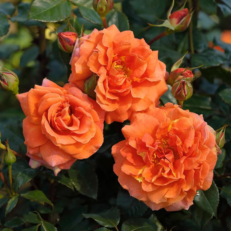 Dark Orange Climbing Rose Seeds Flower seeds for Planting Hardy Variety Heirloom & GMO Free Seeds for Home Garden
