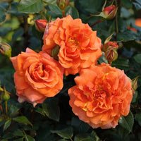 Dark Orange Climbing Rose Seeds Flower seeds for Planting Hardy Variety Heirloom & GMO Free Seeds for Home Garden