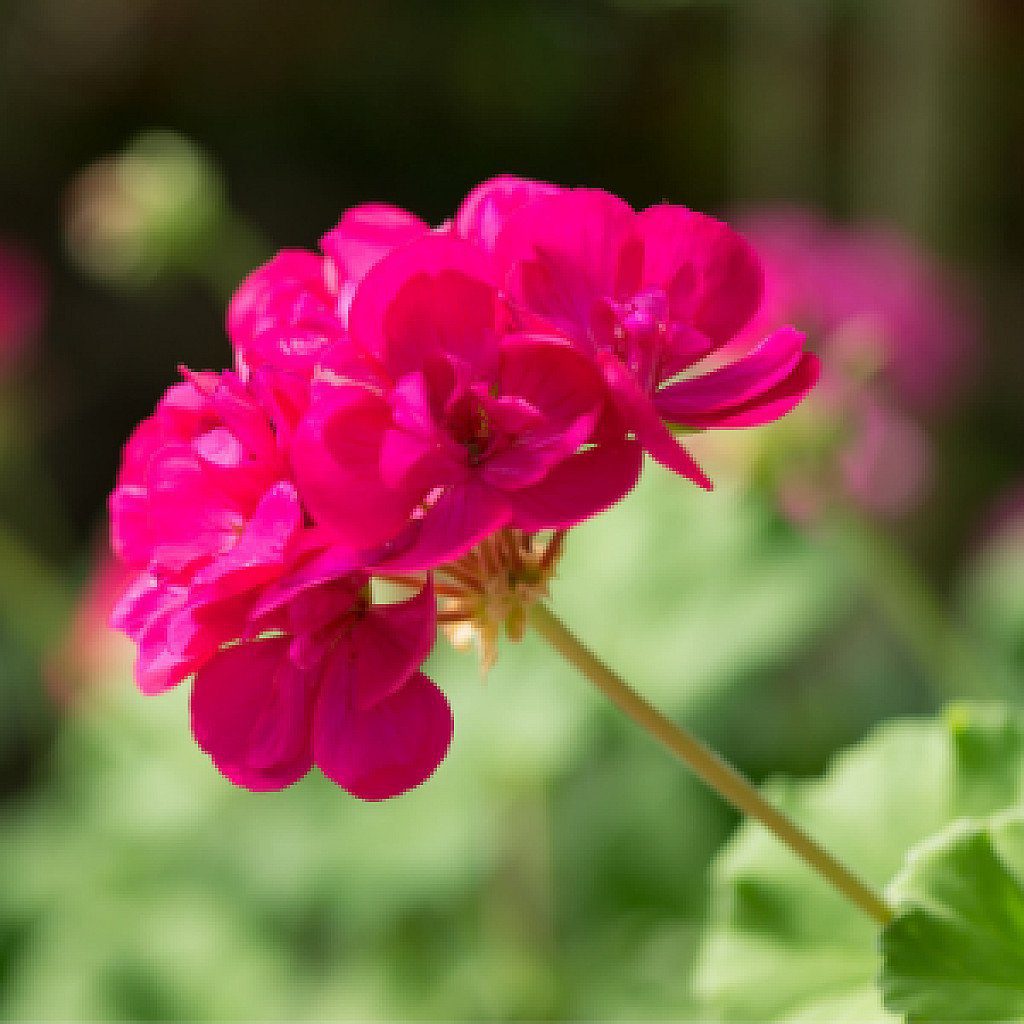 Deep Pink Geraniums Flower seeds for Planting Perfect for Borders Heirloom & GMO Free Seeds for Home Garden 
 
 Sale