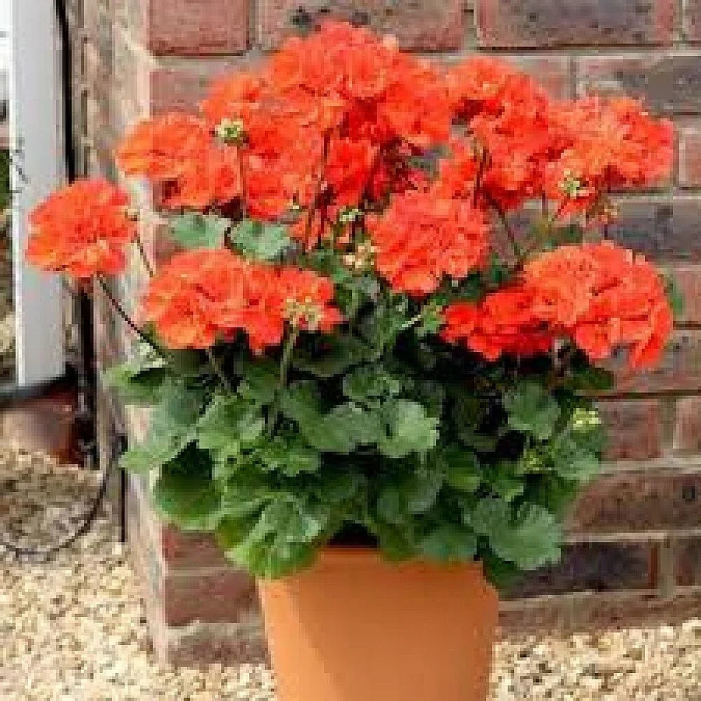 Light Orange Geranium Perennial Flower Seeds for Planting Compact Growth Heirloom & GMO Free Seeds for Home Garden
 
 Sale