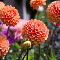 Light Orange Dahlia Flower Seeds for Planting Fragrant Blossoms Heirloom & GMO Free Seeds for Home Garden
 
 Sale