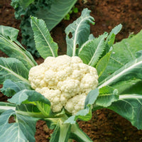 Cauliflower Seeds for Planting Brassica Oleracea vegetable patch urban garden