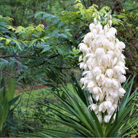 Yucca Flower seeds for Planting Seasonal Bloomer Heirloom & GMO Free Seeds for Home Garden