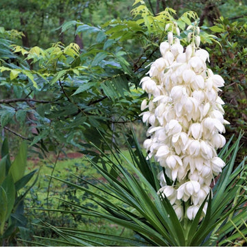 Yucca Flower seeds for Planting Seasonal Bloomer Heirloom & GMO Free Seeds for Home Garden