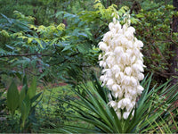 Yucca Flower seeds for Planting Seasonal Bloomer Heirloom & GMO Free Seeds for Home Garden