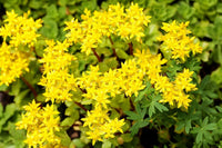 Yellow Moss Stonecrop Flower seeds for Planting Seasonal Bloomer Heirloom & GMO Free Seeds for Home Garden 
 
 Sale