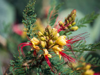 Caesalpinia Gilliesii Flower seeds for Planting Bright Blooms Heirloom & GMO Free Seeds for Home Garden