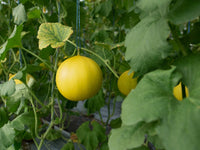 Green Honeydew Melon Seeds for Planting