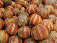 Kajari melon seed germination and planting guide
