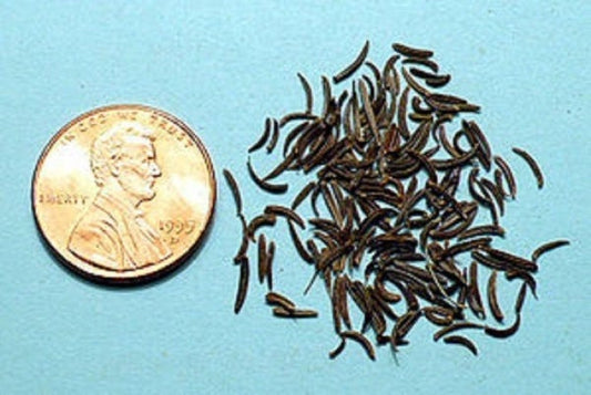 Fine aromatic foliage developed from Kala Jeera Black Cumin seeds