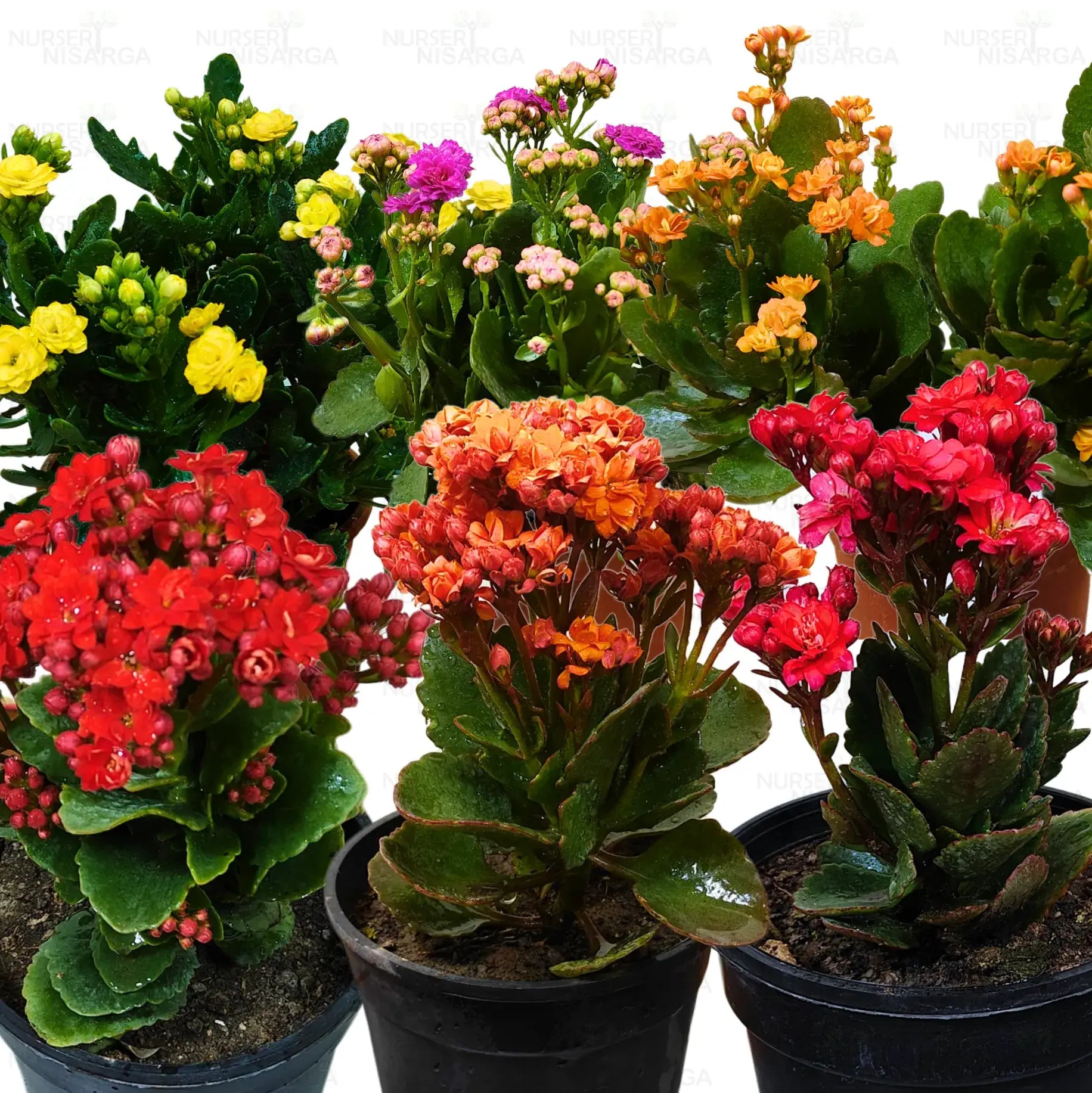 Kalanchoe Flower seeds for Planting Perfect for Borders Heirloom & GMO Free Seeds for Home Garden