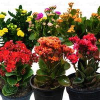 Kalanchoe Flower seeds for Planting Perfect for Borders Heirloom & GMO Free Seeds for Home Garden