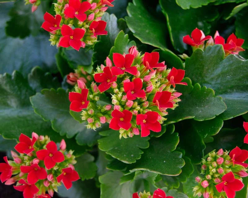 Kalanchoe Blossfeldiana Flower seeds for Planting - Long Bloom Season, Heirloom & GMO Free Seeds for Home Garden