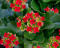 Kalanchoe Blossfeldiana Flower seeds for Planting - Long Bloom Season, Heirloom & GMO Free Seeds for Home Garden