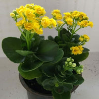 Yellow Kalanchoe Flower seeds for Planting Cottage Garden Essential Heirloom & GMO Free Seeds for Home Garden
 
 Sale