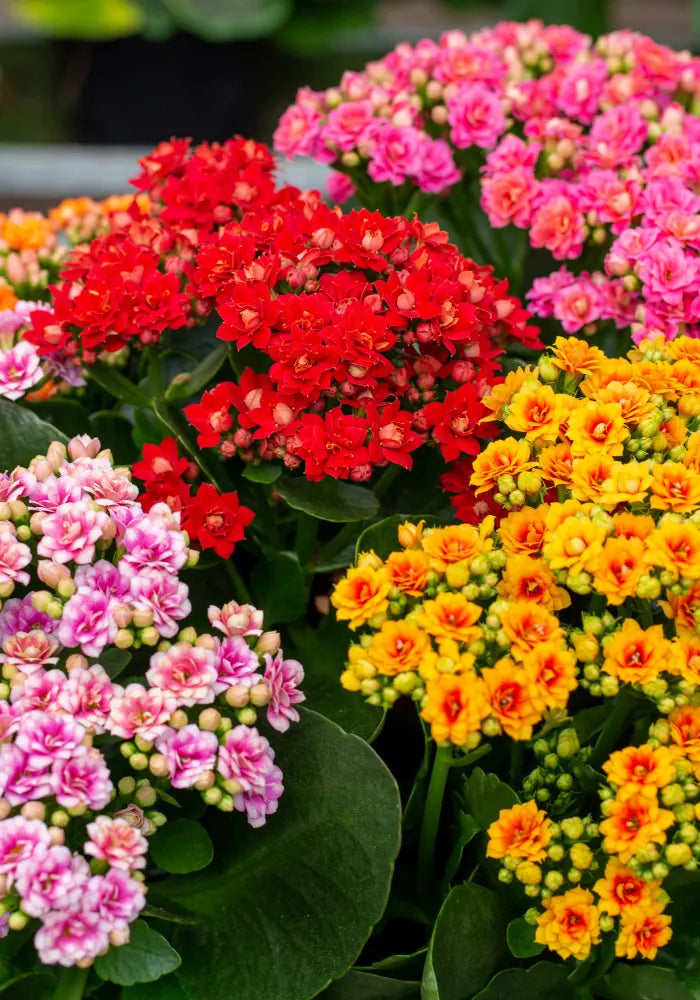 Multi-Color Kalanchoe Flower seeds for Planting - Bright Blooms, Heirloom & GMO Free Seeds for Home Garden