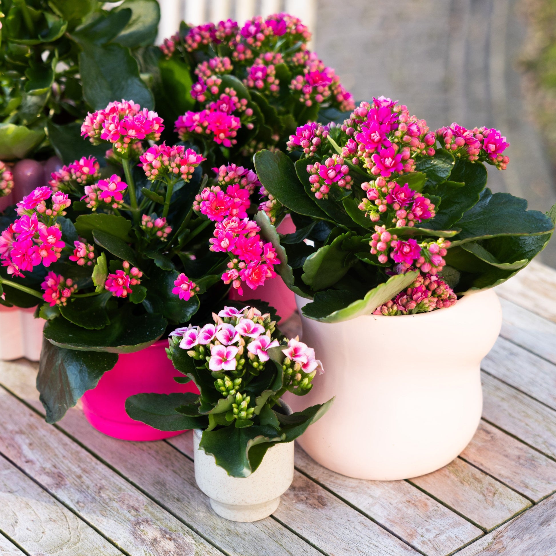 Kalanchoe Purple Flower seeds for Planting - Colorful Display, Heirloom & GMO Free Seeds for Home Garden