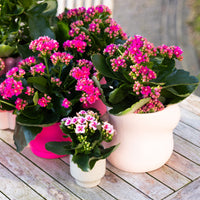 Kalanchoe Purple Flower seeds for Planting - Colorful Display, Heirloom & GMO Free Seeds for Home Garden