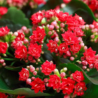 Red Kalanchoe Flower seeds for Planting Colorful Display Heirloom & GMO Free Seeds for Home Garden
 
 Sale