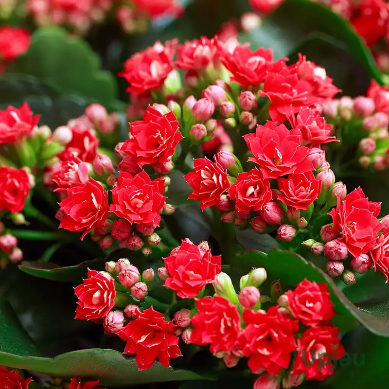 Kalanchoe Flower seeds for Planting - Long Bloom Season, Heirloom & GMO Free Seeds for Home Garden